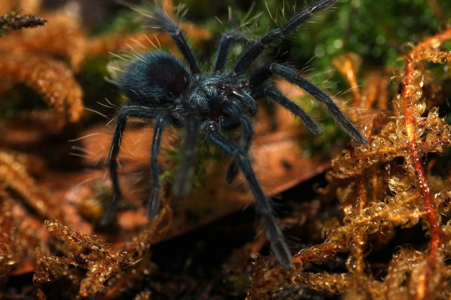 Phormictopus sp Dominican purple 3/4"