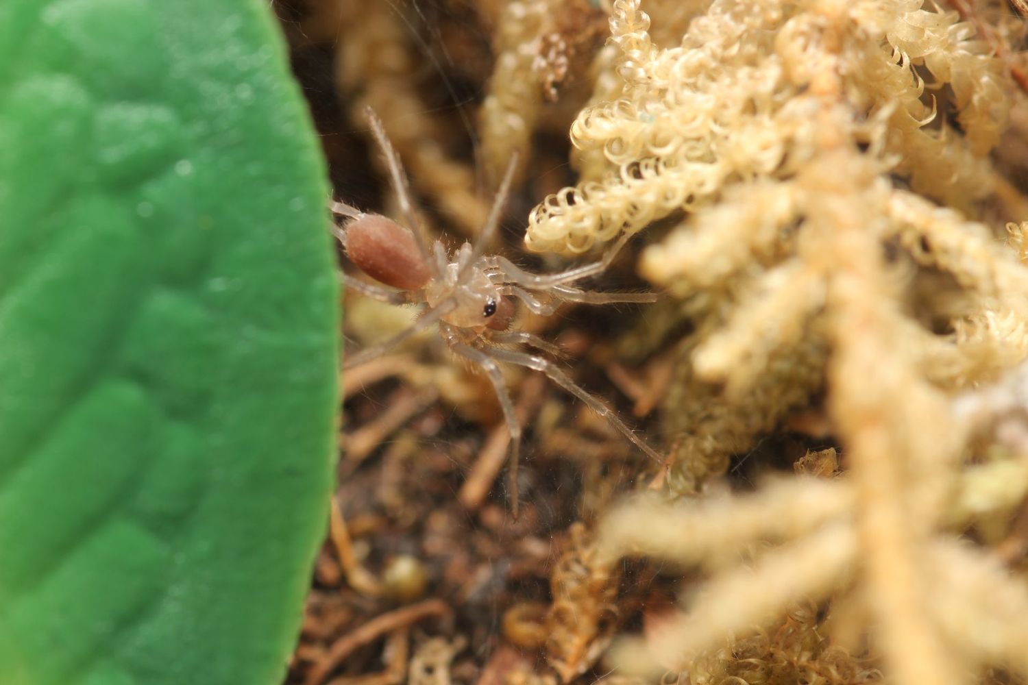 Harmonicon oiapoqueae 1/4" French Guiana red and black curtain web