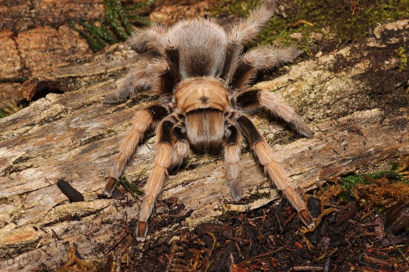 Aphonopelma chalcodes 1/4" Arizona blonde