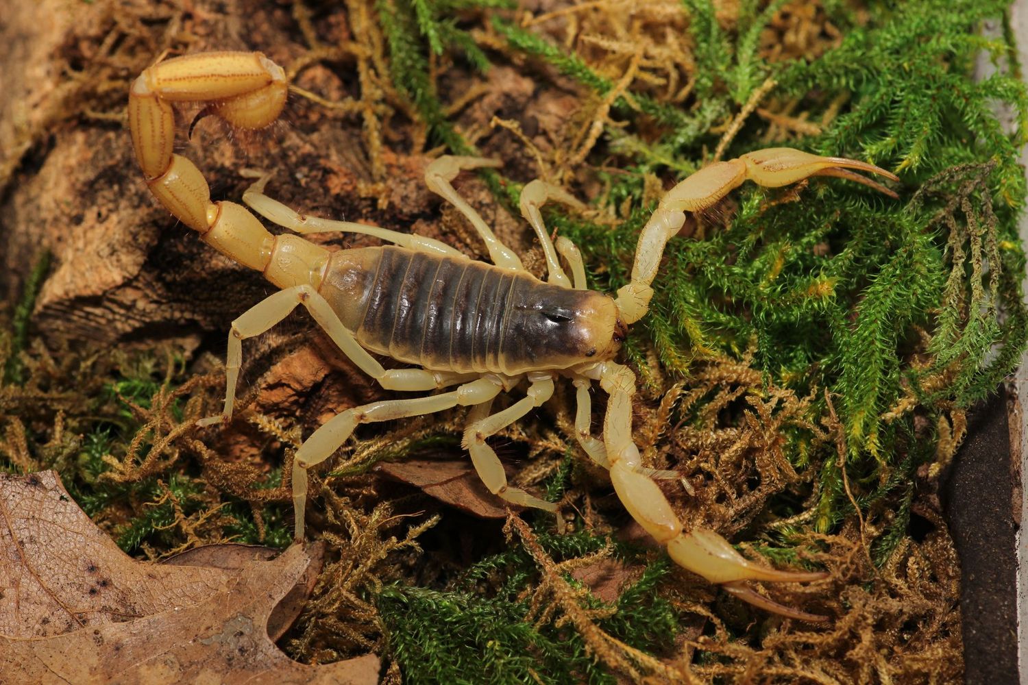 Hadrurus arizonensis Sub/Adult / Desert hairy