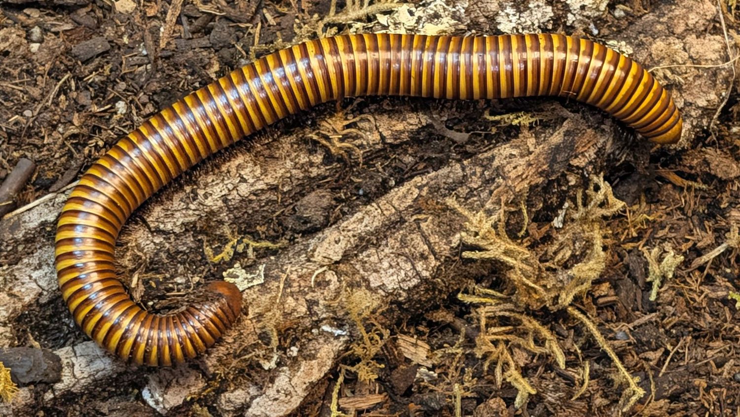 Orthoporus ornatus / Texas gold giant desert millipede (Freebie over $100 "Before Shipping")