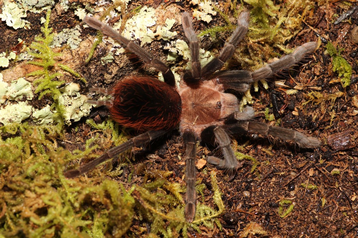 Tliltocatl kahlenbergi 1/2" Veracruz red rump