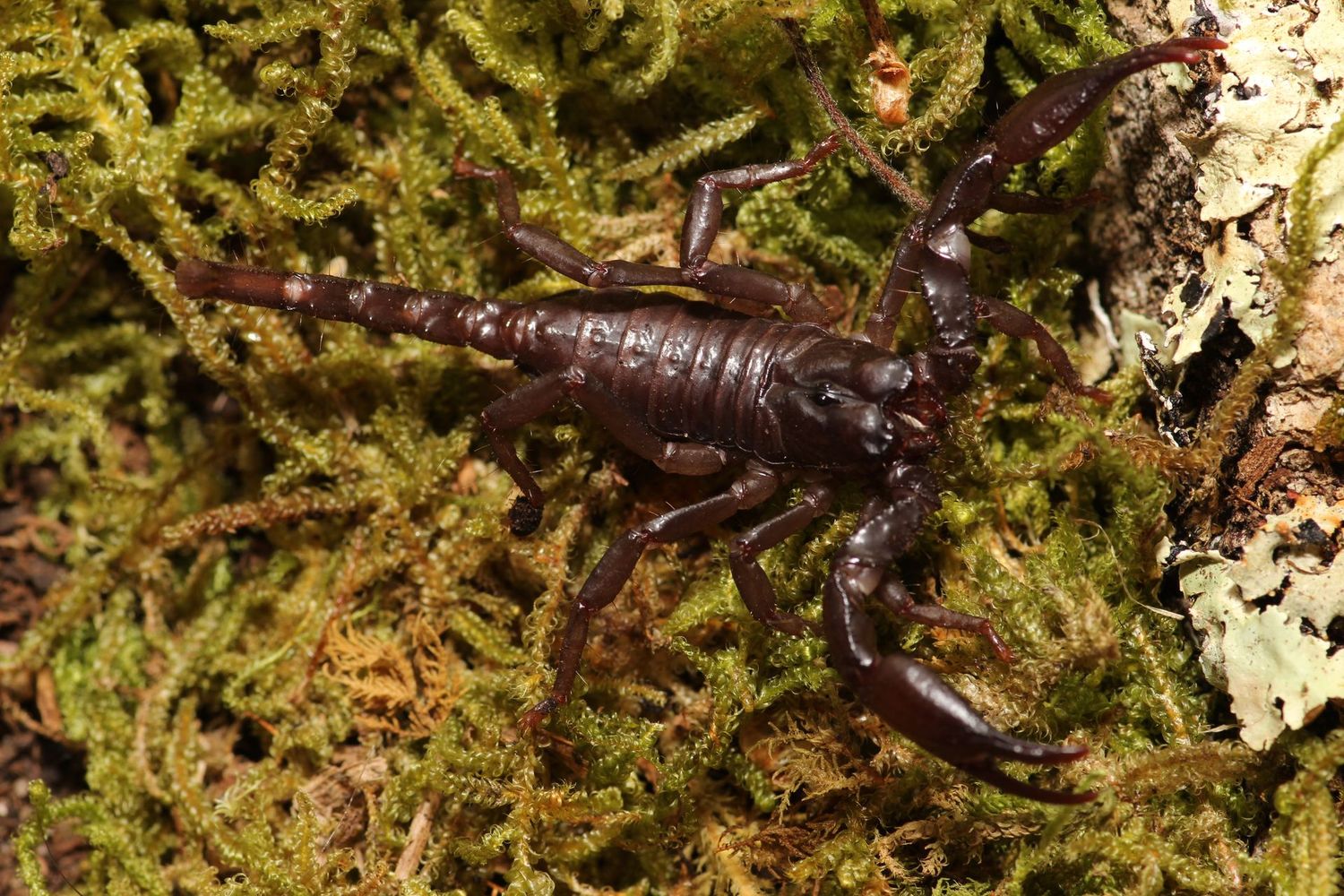 Heterometrus sp. 1" Captive Bred Asian forest scorpion