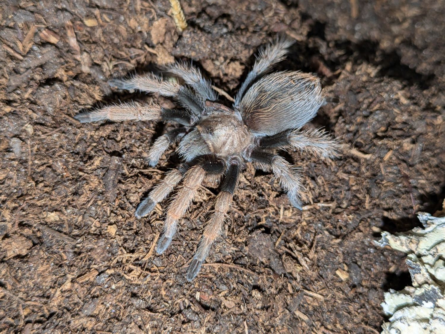Aphonopelma chalcodes 3.5-4" Male Arizona blonde