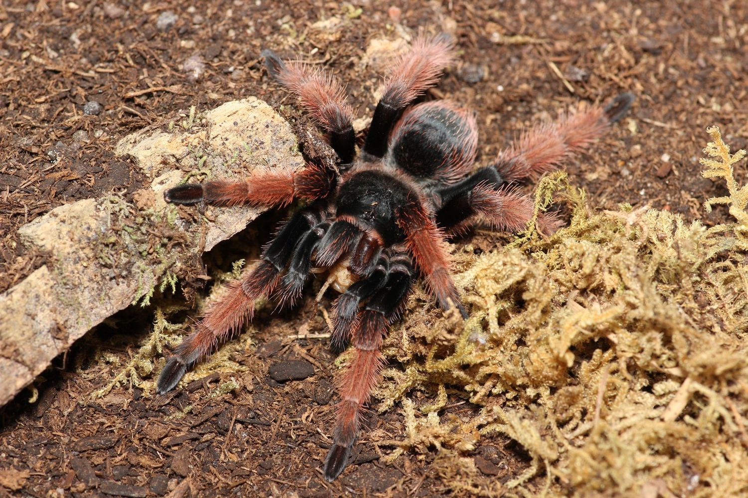 Brachypelma klassi 1/2" Mexican pink tarantula