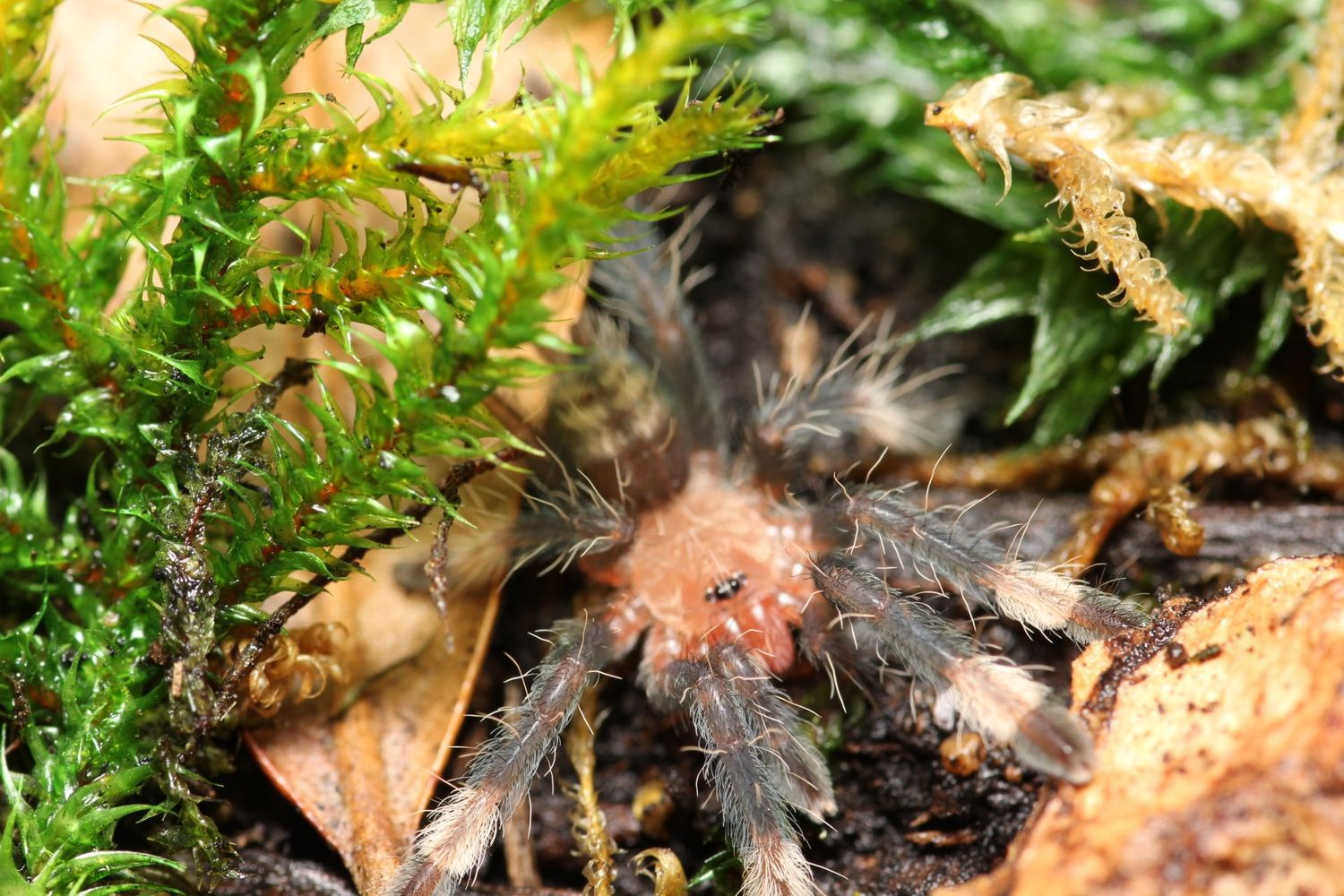 Psalmopoeus irminia 3/4" Venezuelan suntiger