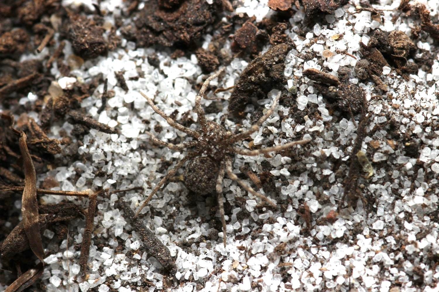 Sicarius gracilis 1/4" Six eyed sand spider "Ecuador"