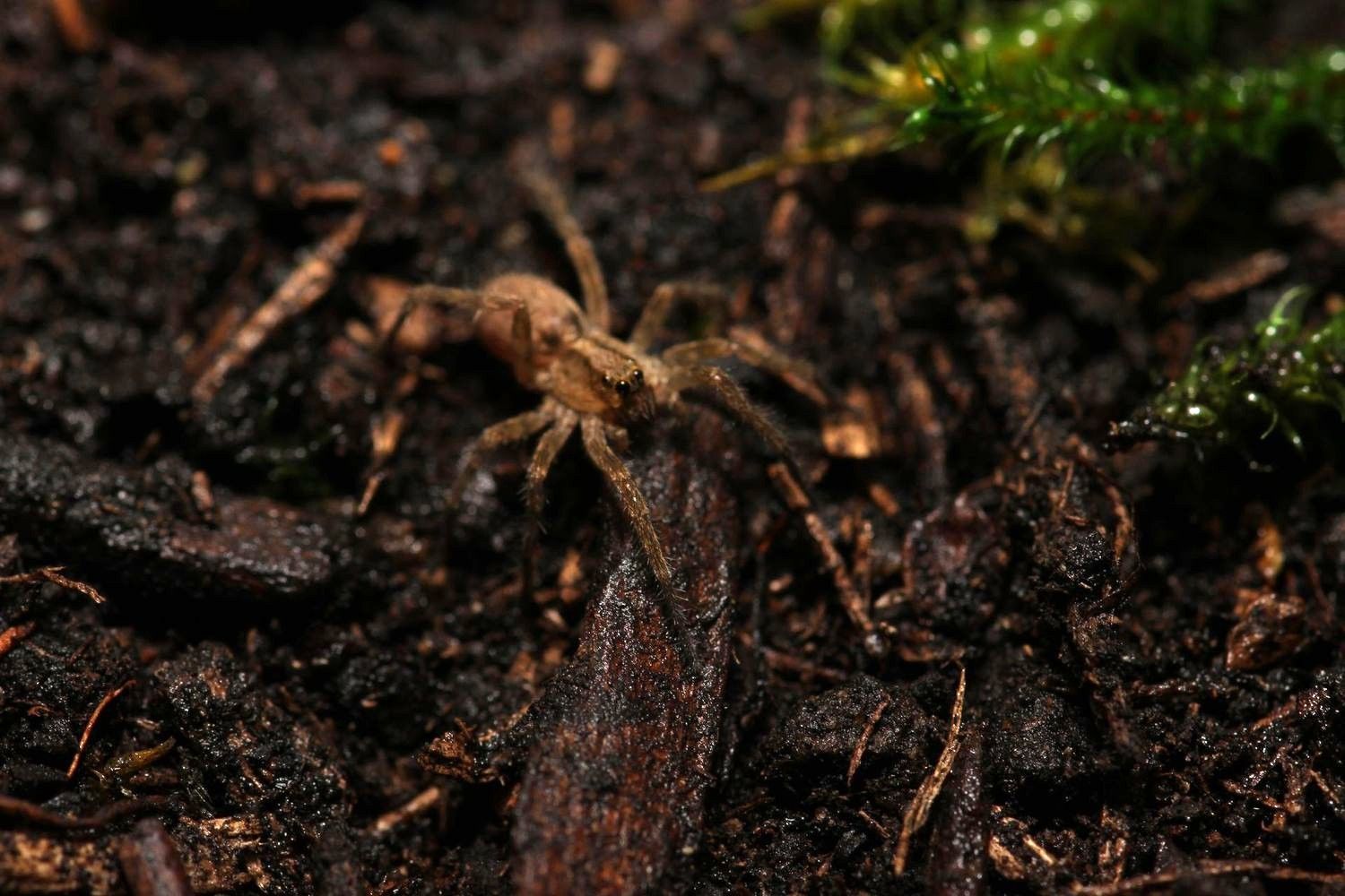 Hogna maderiana 1/2-3/4" Porto Santos wolf spider
