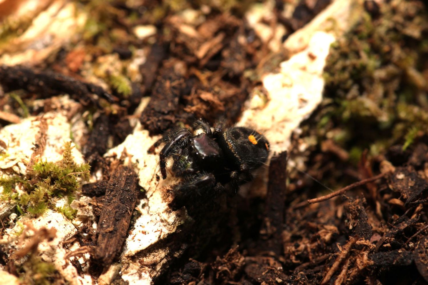 Phidippus audax Juvenile Unsexed Bold jumping spider