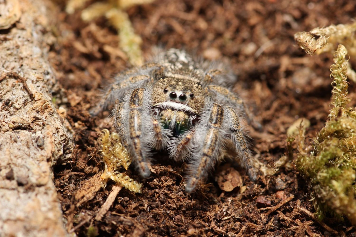 Phidippus texanus Juvenile Unsexed Texas jumping spider
