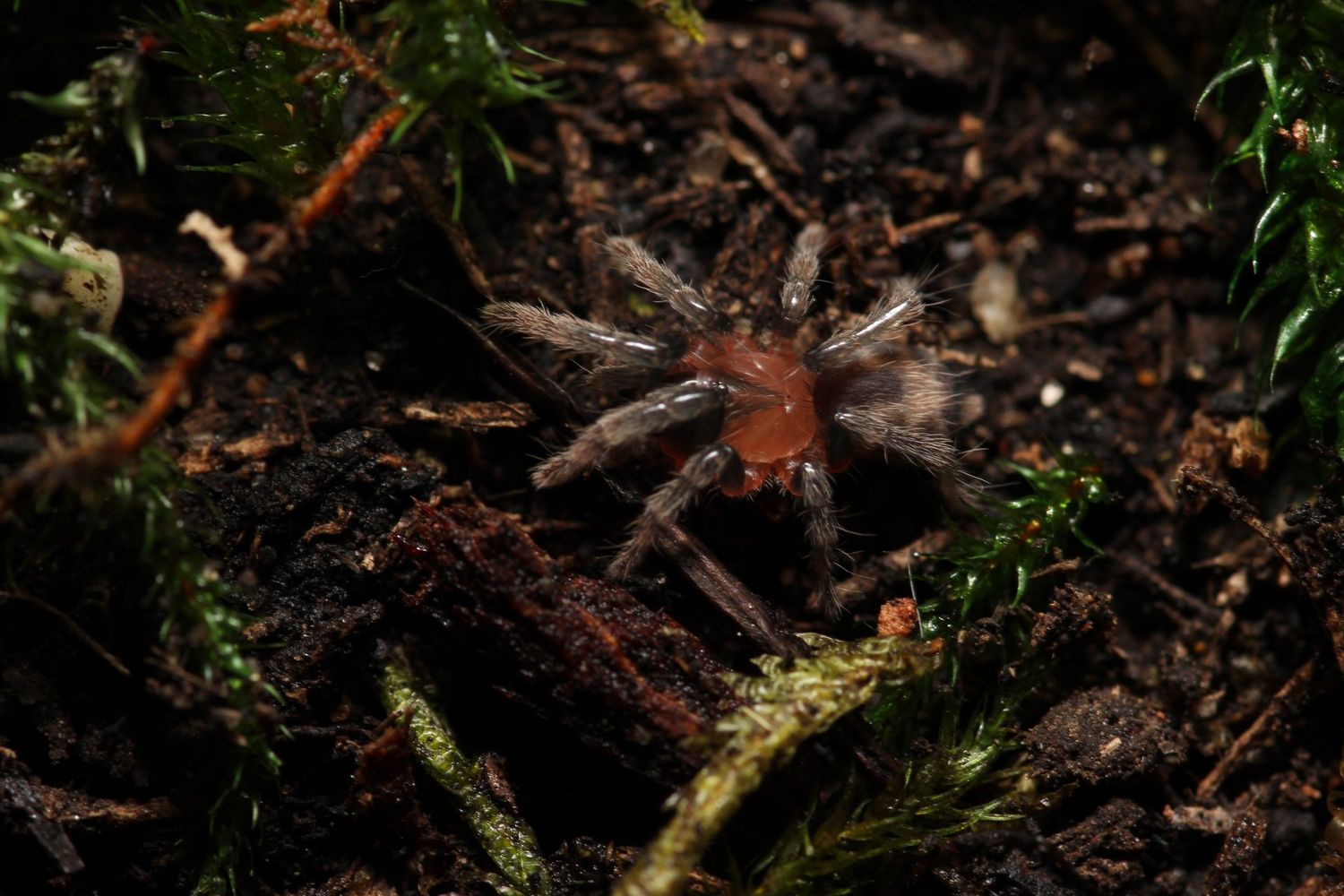Cyriocosmus leetzi 1/4" Columbian dwarf tiger