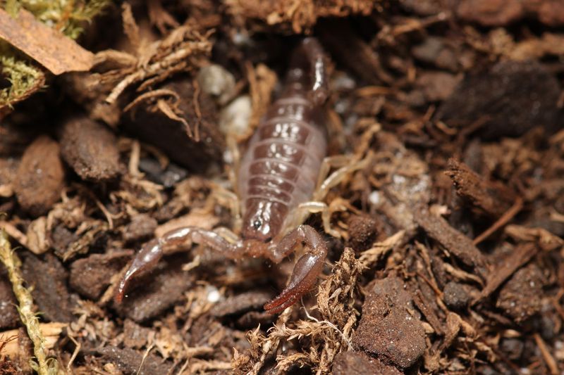 Nebo whitei 3-4i Whites Nebo scorpion