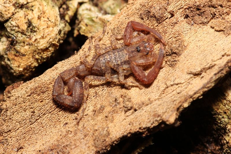 Tityus magnimanus 2-3i Magnificent thick tail