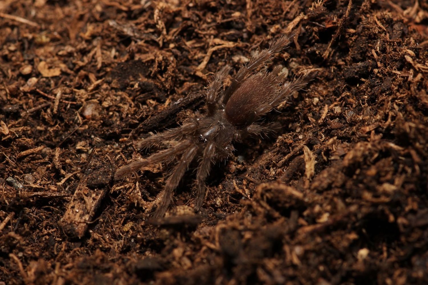 Coremiocnemis hoggi 1" Malaysian purple femur