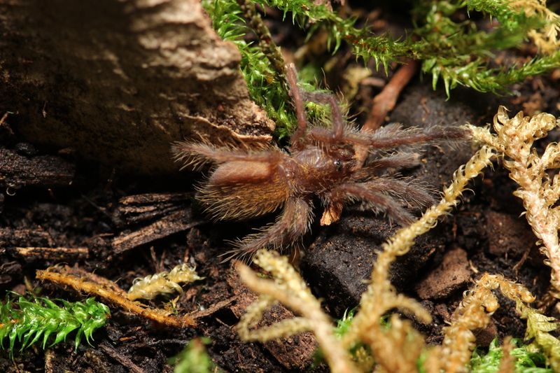 Pterinochilus murinus 1/2" Orange baboon (Freebie Over $100 "Before Shipping")