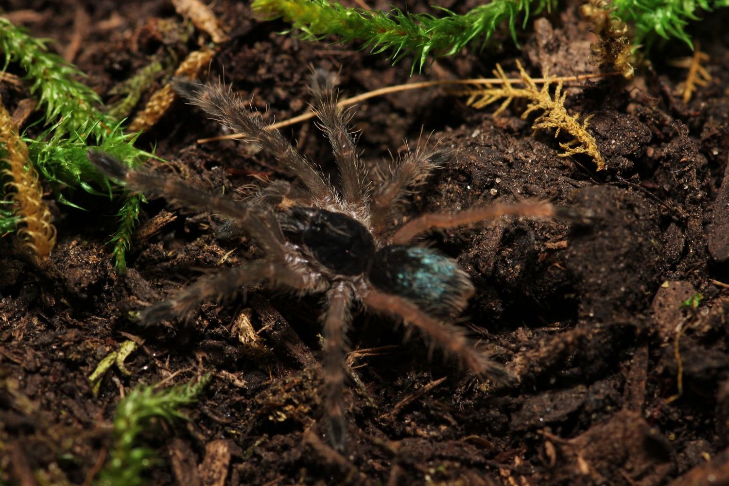 Ephebopus murinus 3/4" Skeleton Leg