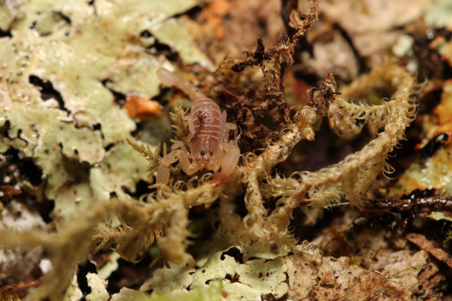 Chaerilus kautti 1/4" Thailand Flat Rock