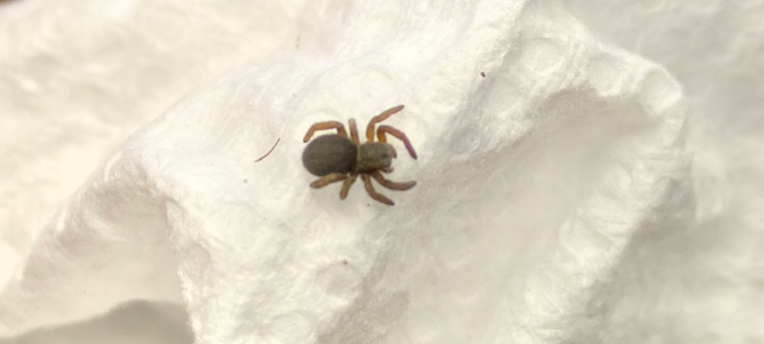 Eresus sp Bourafa 1/8" Moroccan velvet spider