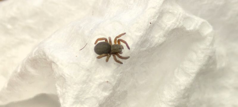 Eresus sp Bourafa 1/8" Moroccan velvet spider