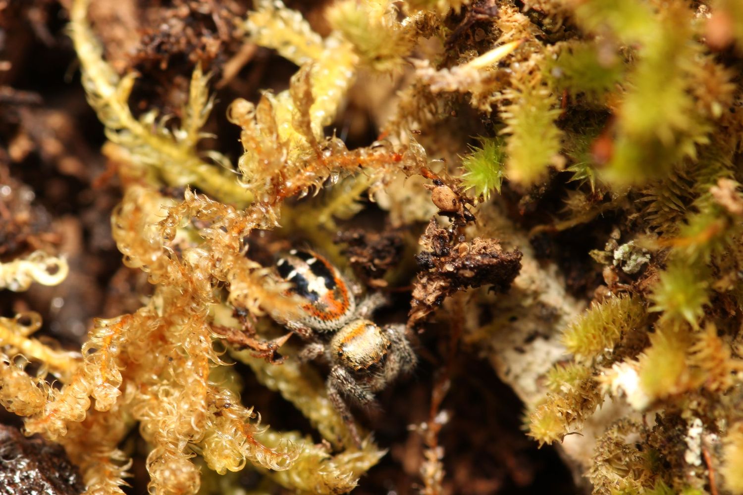 Phidippus johnsoni  6-7i Unsexed / Red backed jumper