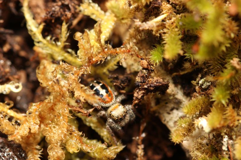 Phidippus johnsoni  6-7i Unsexed / Red backed jumper