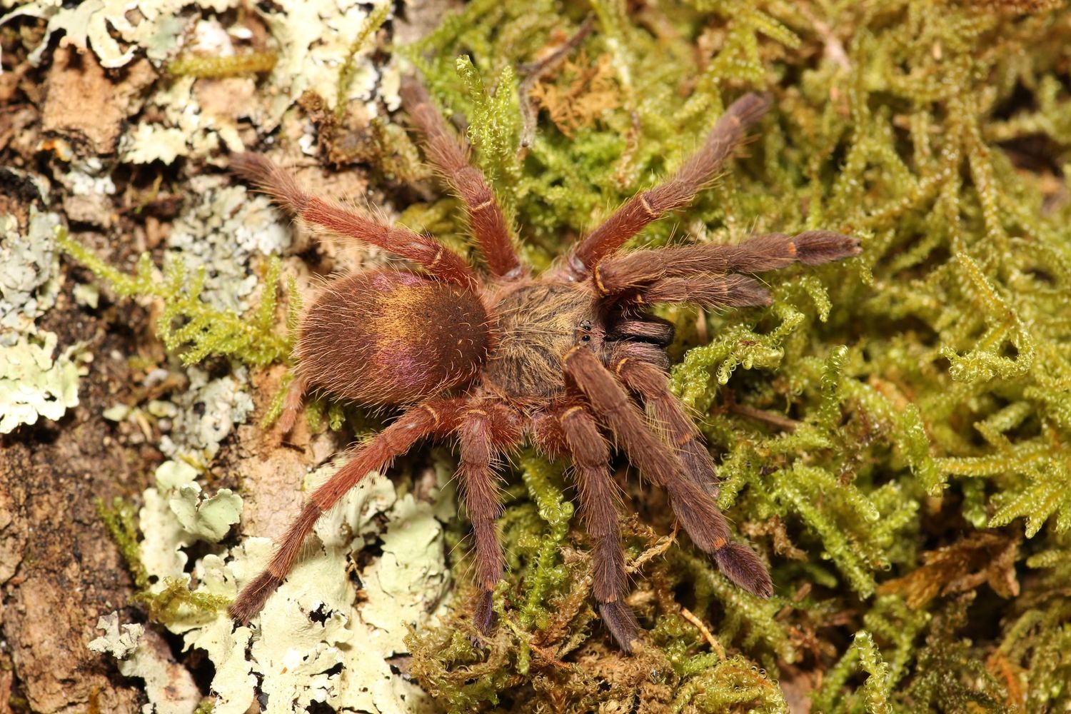 Ephebopus uatuman 1/2" Emerald skeleton