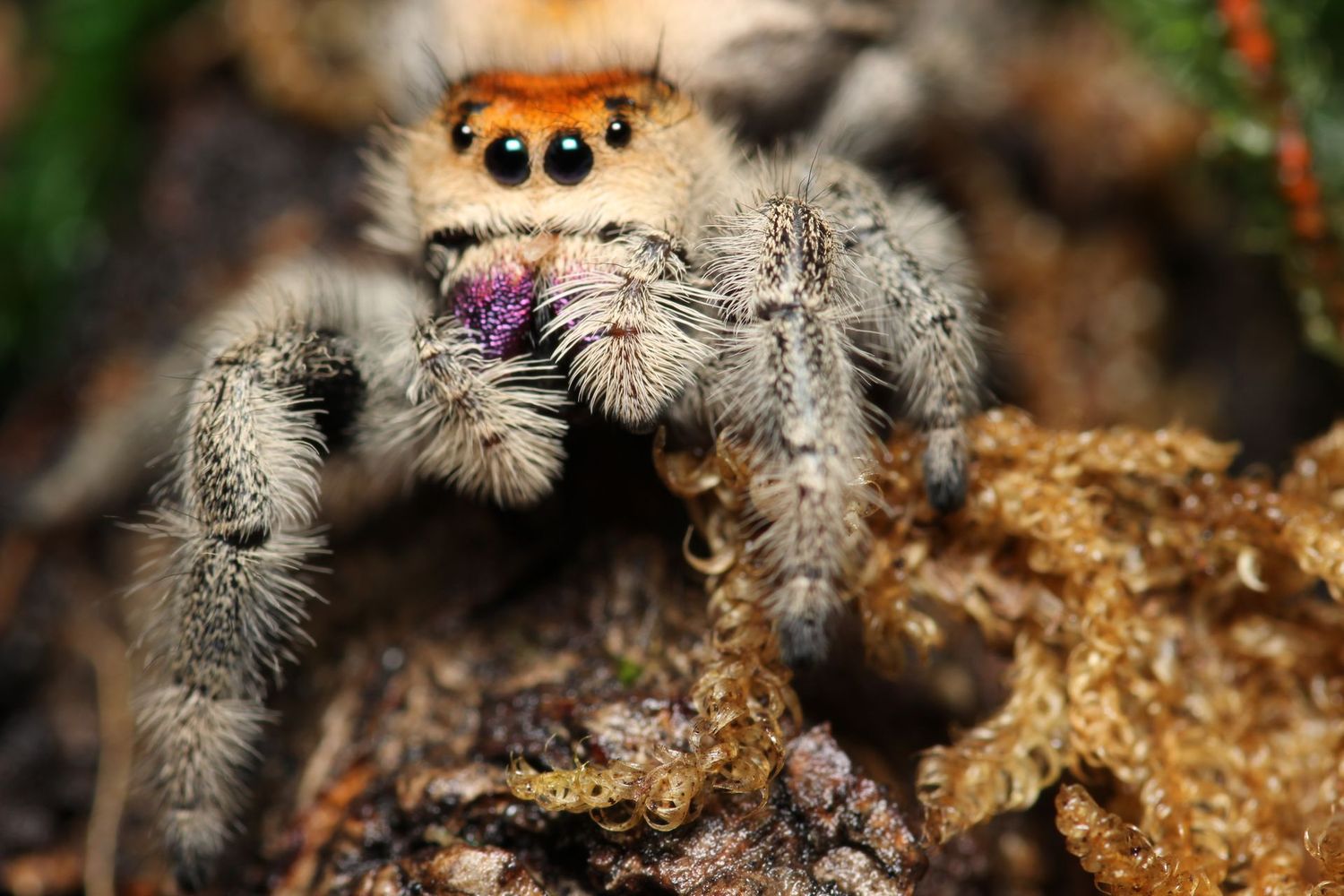 Phidippus regius 'Captive bred' Juvenile to Sub Adult Female / Regal jumping spider