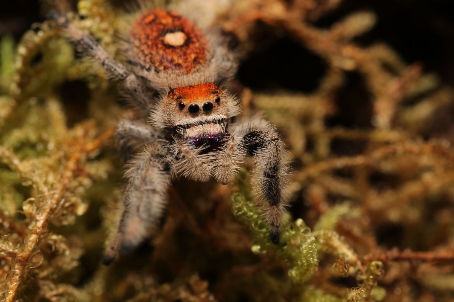 Phidippus regius 'Captive bred' Juvenile to Sub Adult / regal jumping spider Female