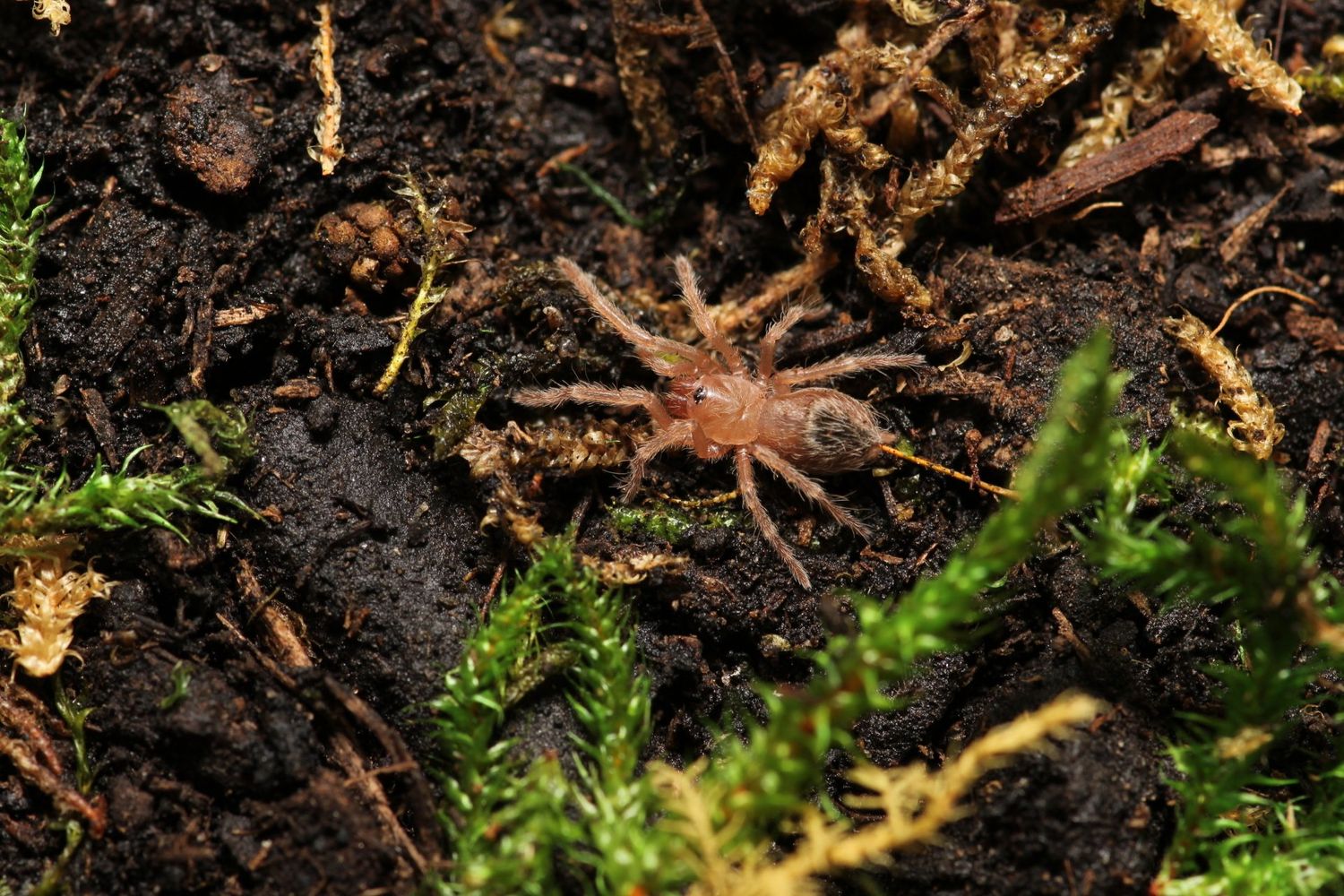 Vitalius chromatus 1/4" Brazilian red & white (Freebie Over $100 "Before Shipping")