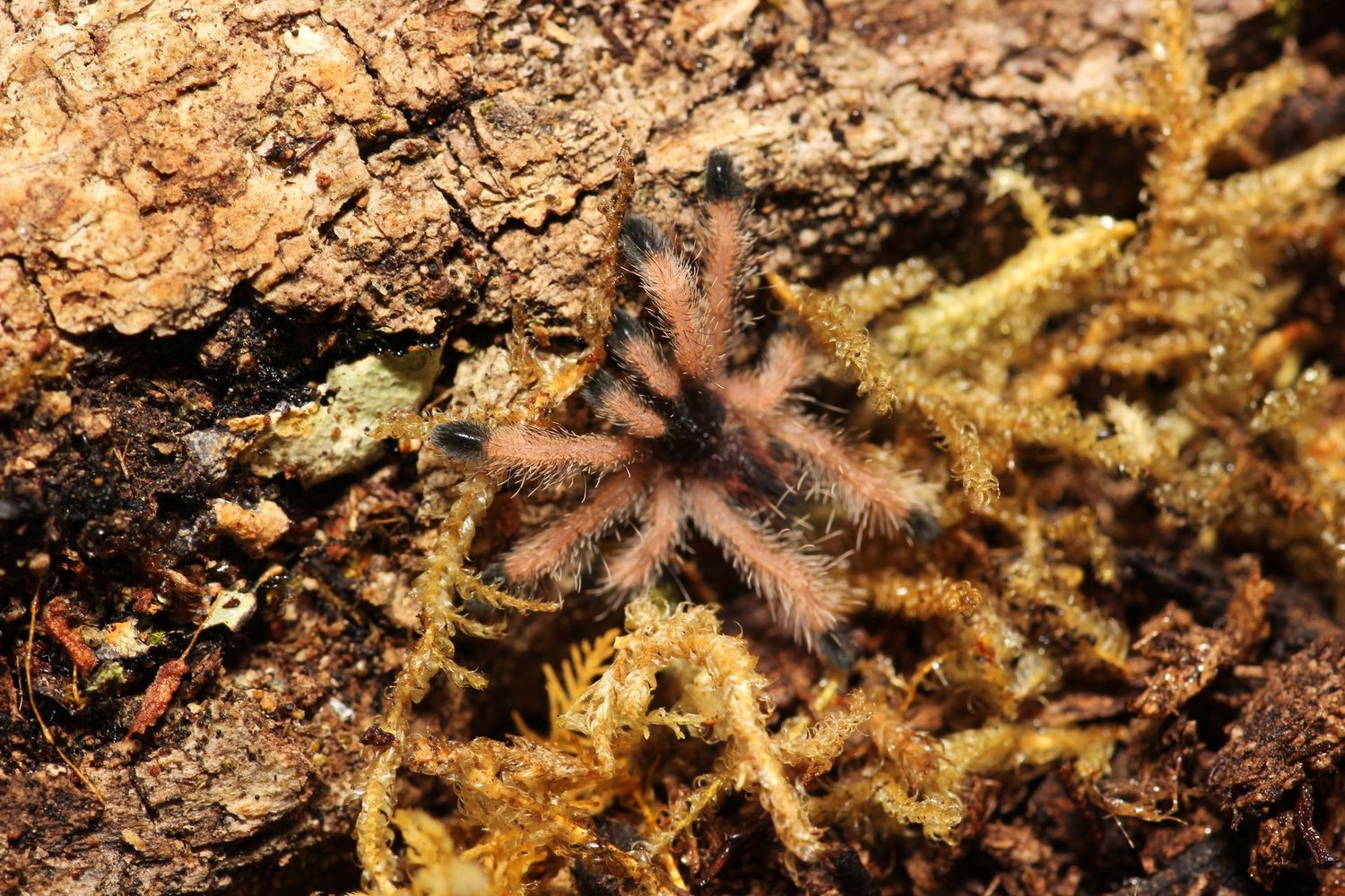 Avicularia avicualria M2 1/2" ex braunshauseni