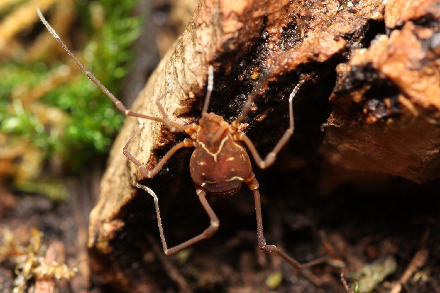 Vonones ornata x3 / Ornate harvestman