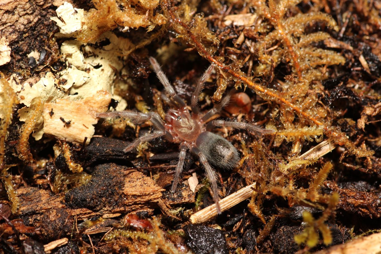 Thrixopelma sp Sullana 1/2" Sullana velvet