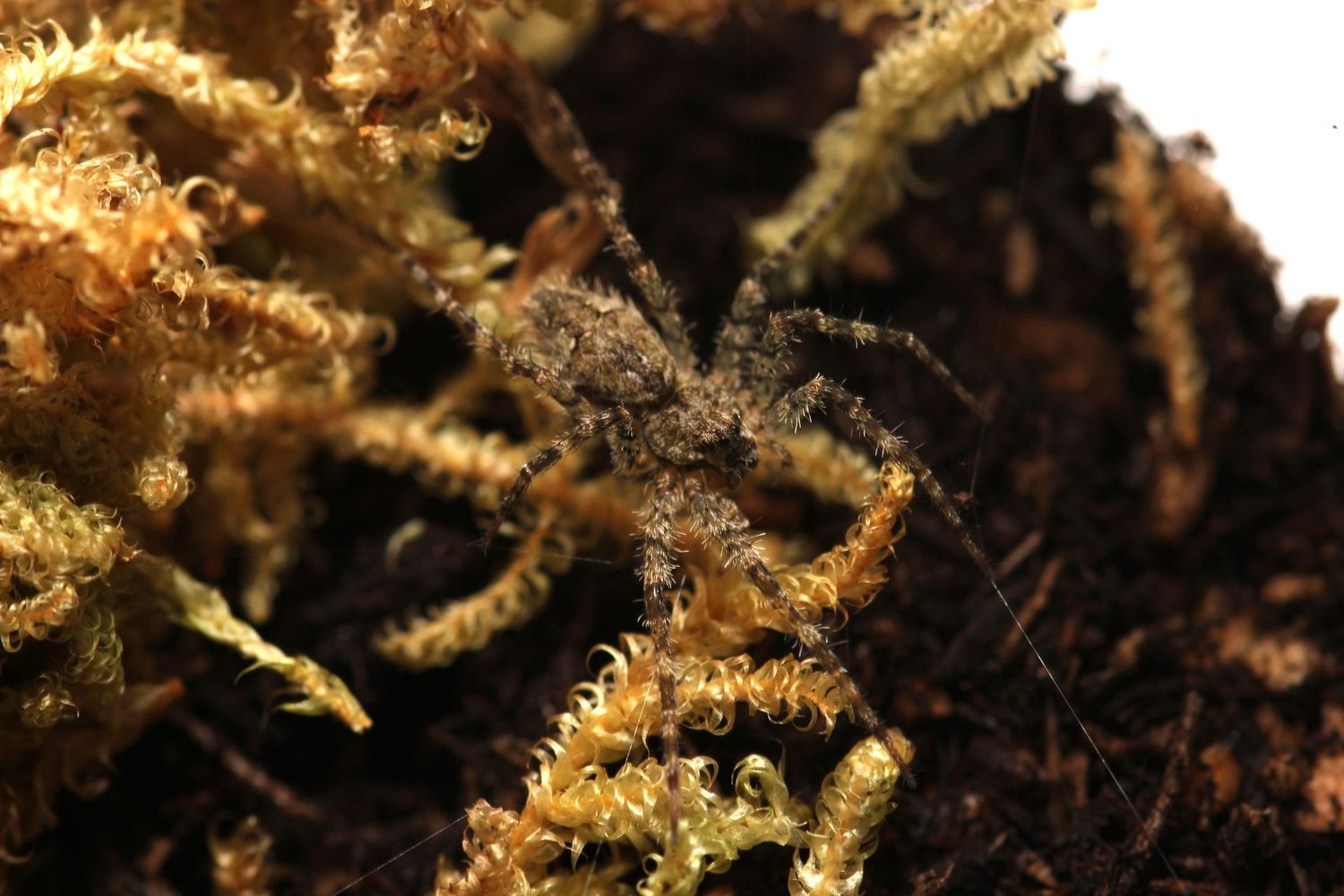 Dolomedes albineus 3/4" White fishing spider (Freebie Over $100 "Before Shipping")