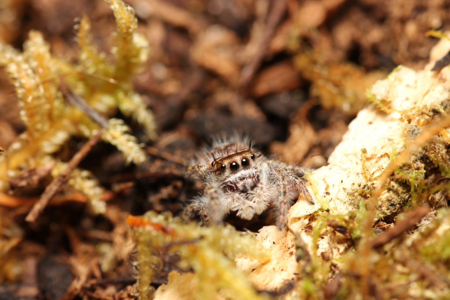 Phidippus putnami 5-6i Unsexed / Putnams jumping spider