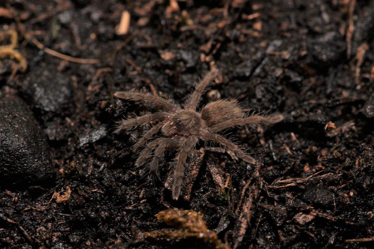 Ceratogyrus meridianalis 1/2" Zimbabwe grey baboon