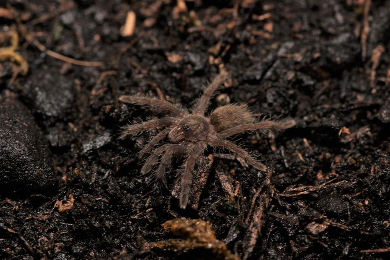 Ceratogyrus meridianalis 1/2" Zimbabwe grey baboon