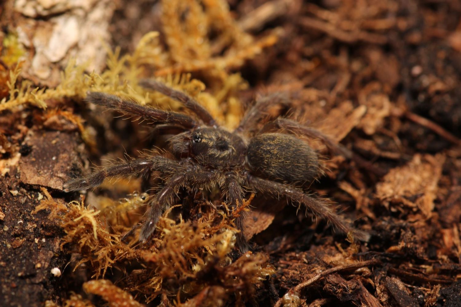 Ceratogyrus sanderi 3/4" Namibia horned baboon