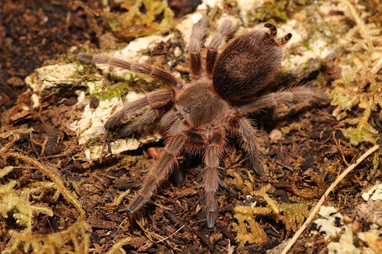 Grammostola rosea RCF 1/2" Chilean rose hair
