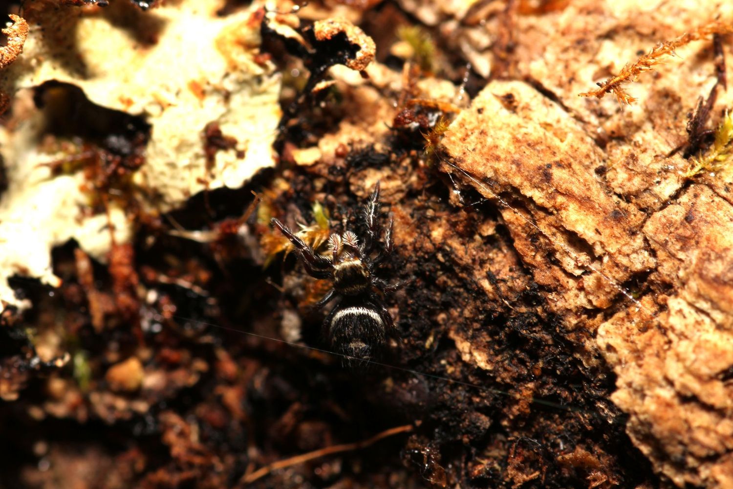 Phidippus tyrelli Juvenile / Tyrells tufted jumping spider