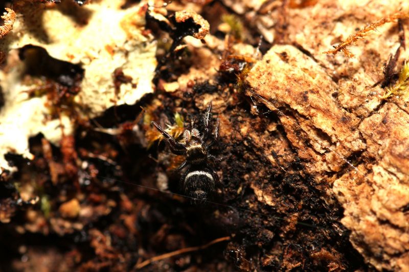 Phidippus tyrelli Juvenile / Tyrells tufted jumping spider