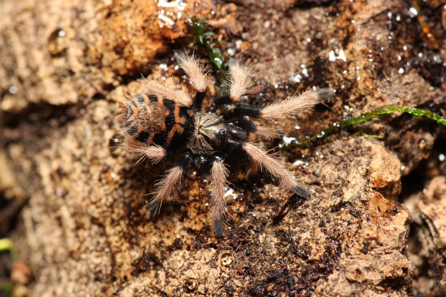 Chromatopelma cyaneopubescens 1-1.5"+ Green bottle blue