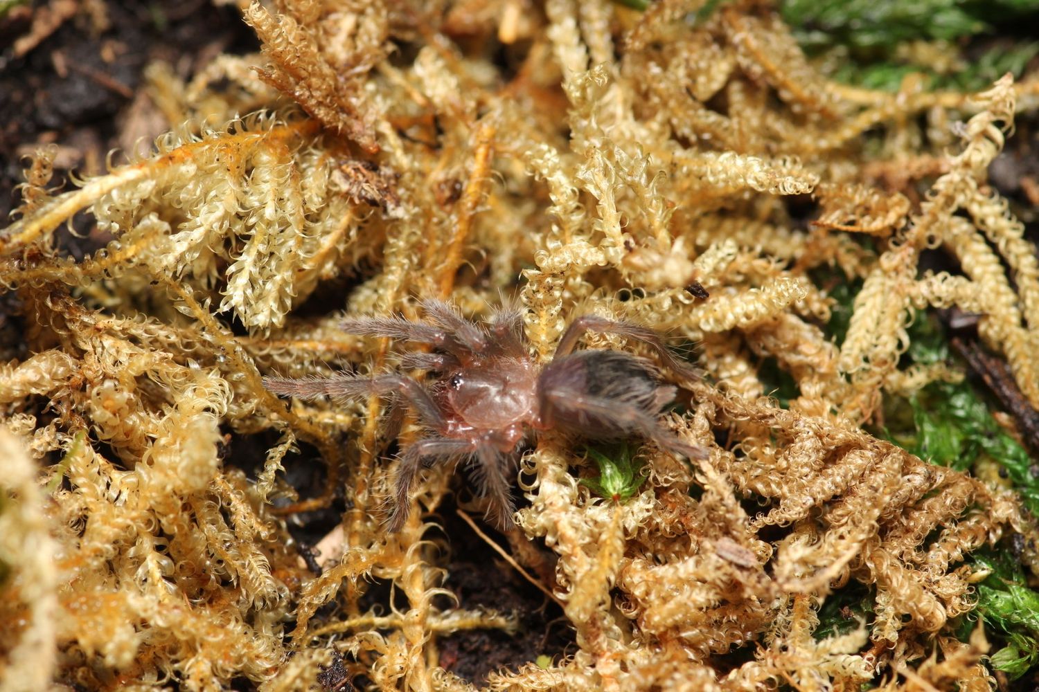 Tliltocatl albopilosus 1/4" Curly hair