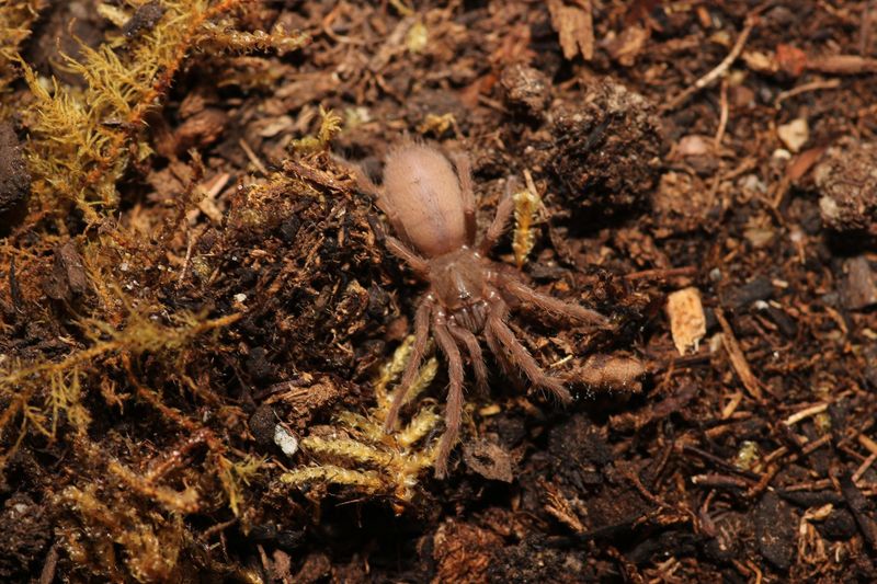 Selenobrachys sp. Romblon pink 1.5"
