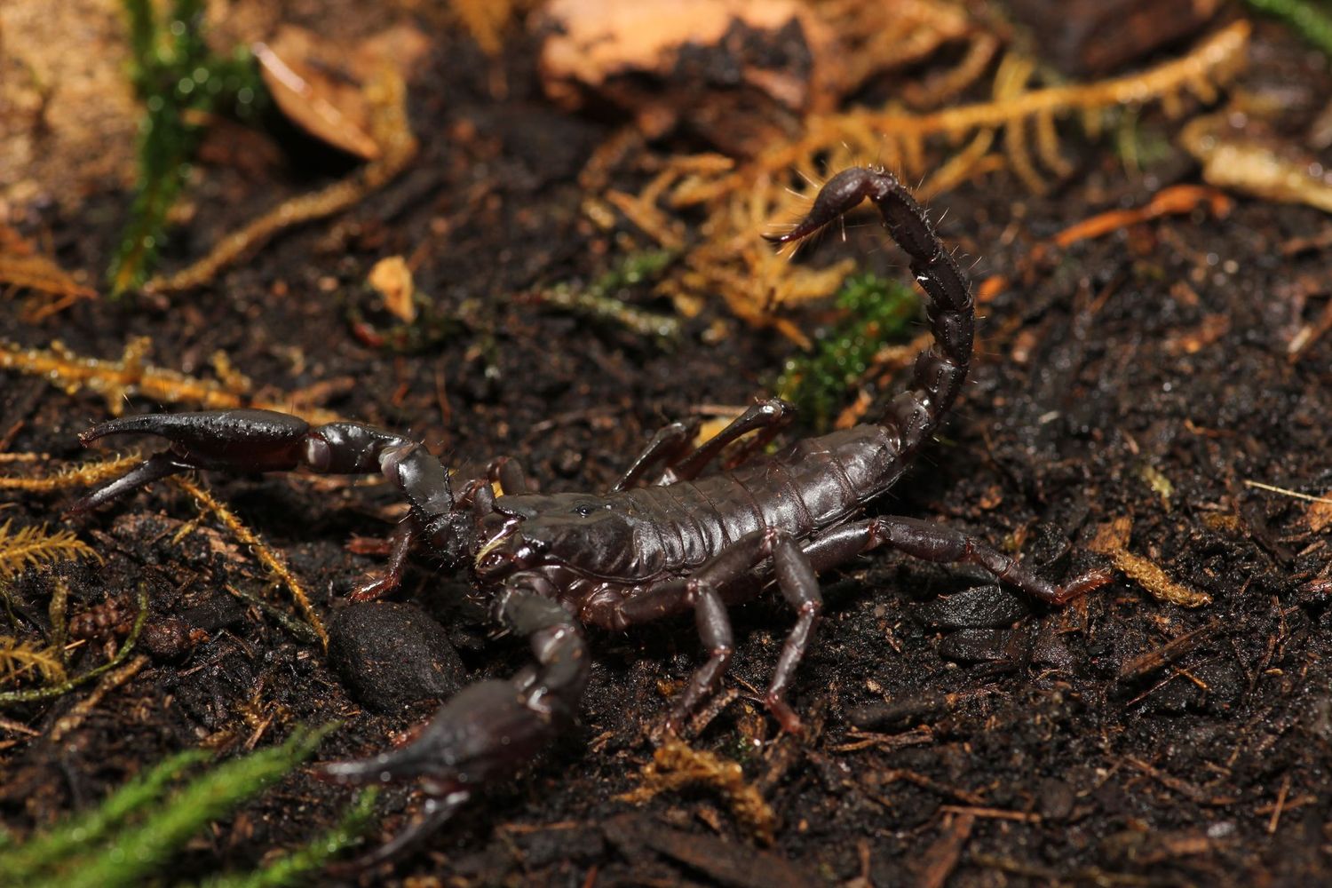 Heterometrus silenus 4-5i Asian forest scorpion