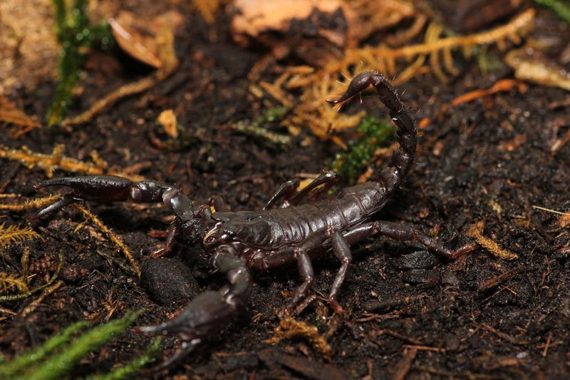 Heterometrus silenus 4-5i Asian forest scorpion