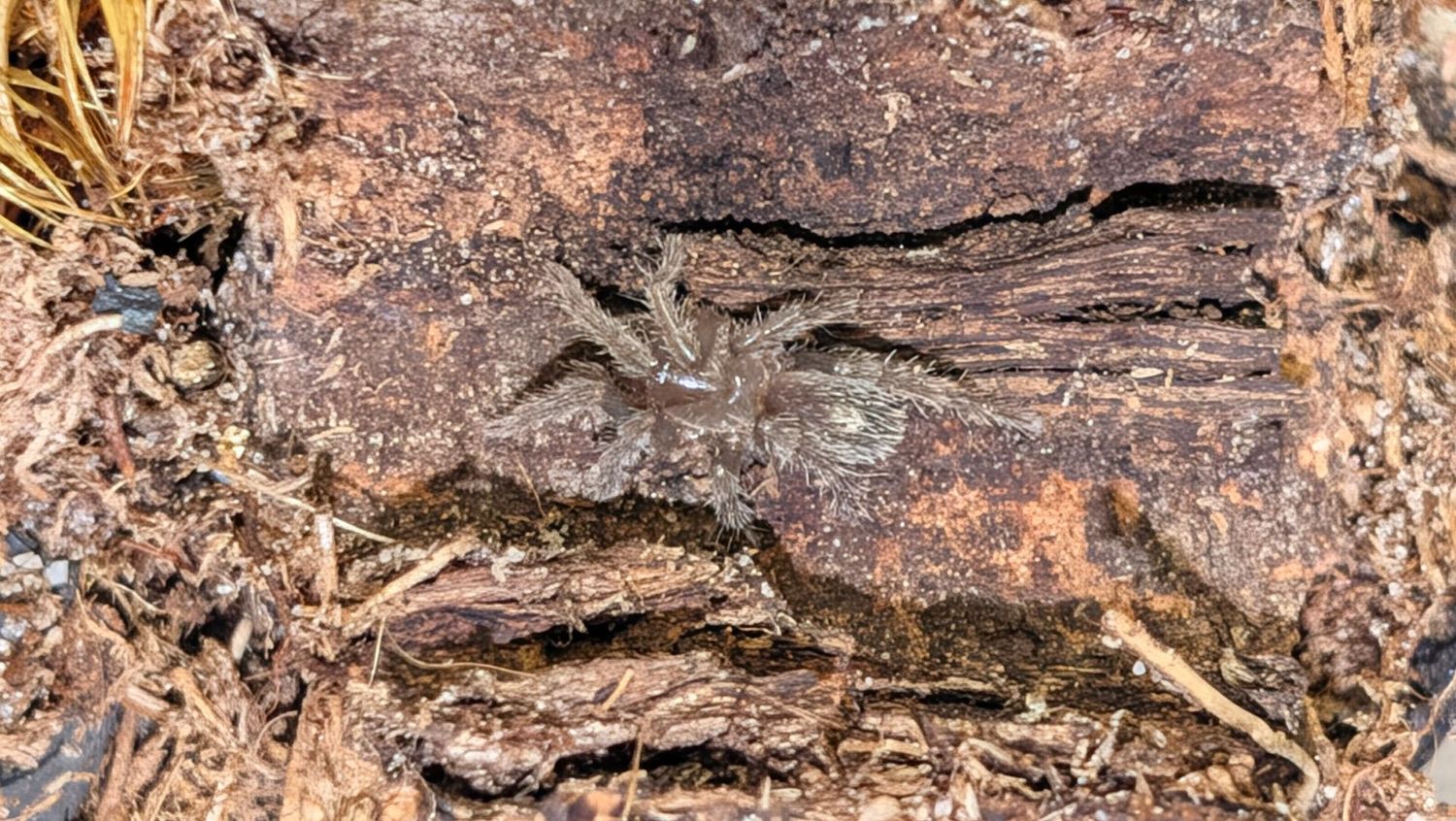 Urupelma peruvianum 3/4" Peru mountain dwarf