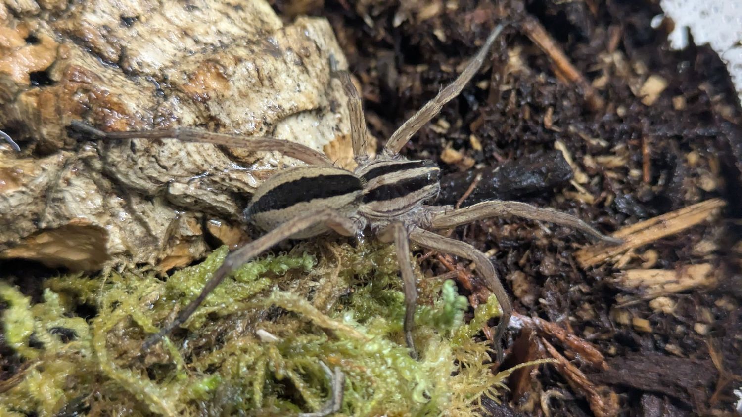 Rabidosa rabida 1" Rabid wolf spider
