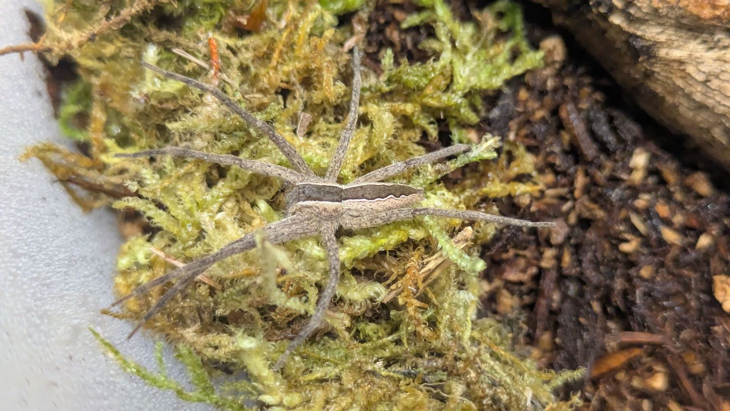 Pisaurina mira 1/2-3/4" Nursery web spider