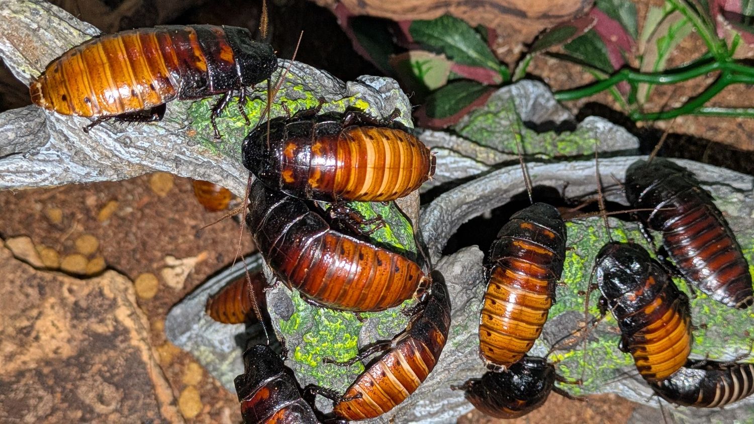 Gromphadorhina portentosa (Unsexed) Juvenile to Adult Madagascar hissing cockroaches x1