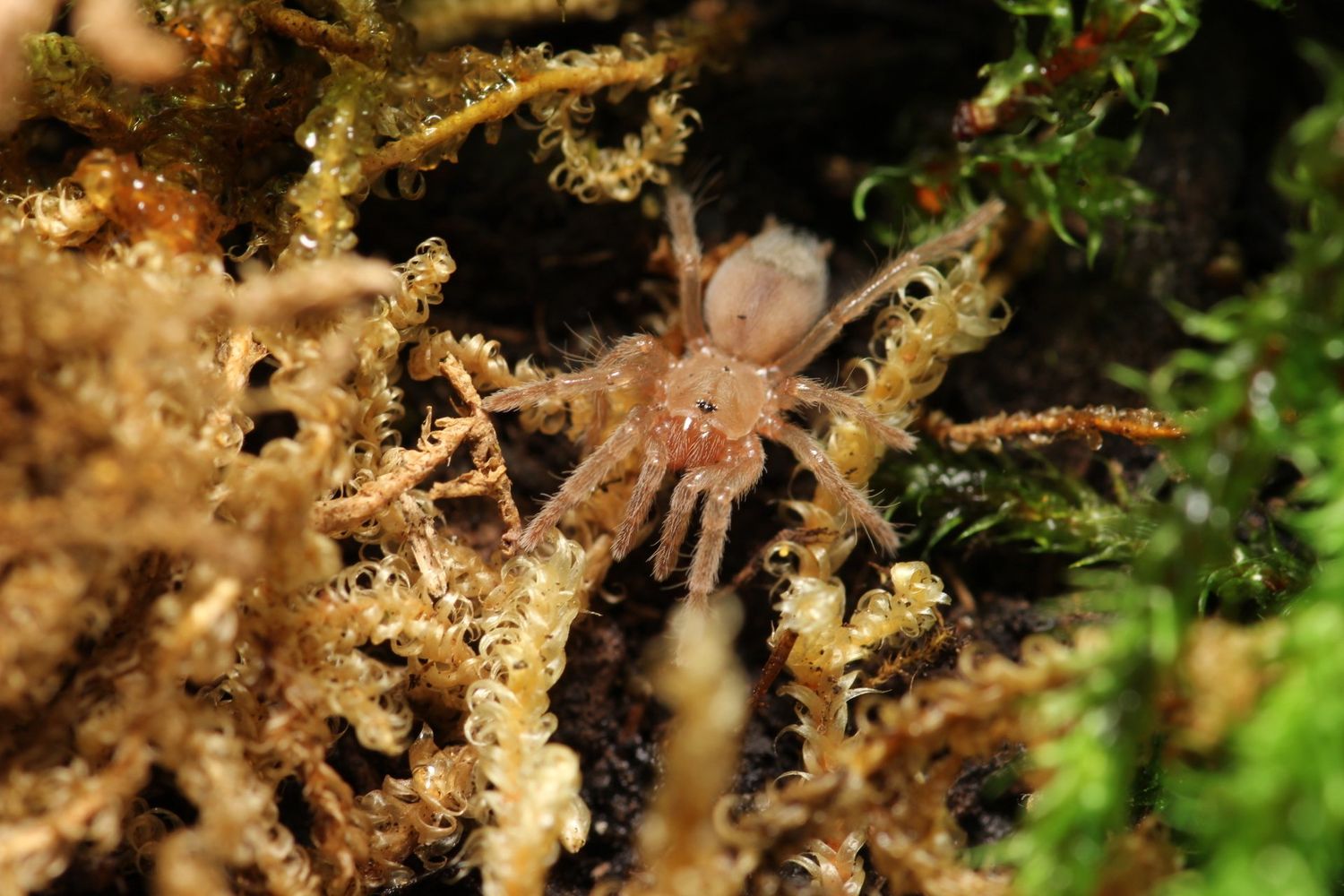 Aphonopelma hentzi 1/4" Texas tan